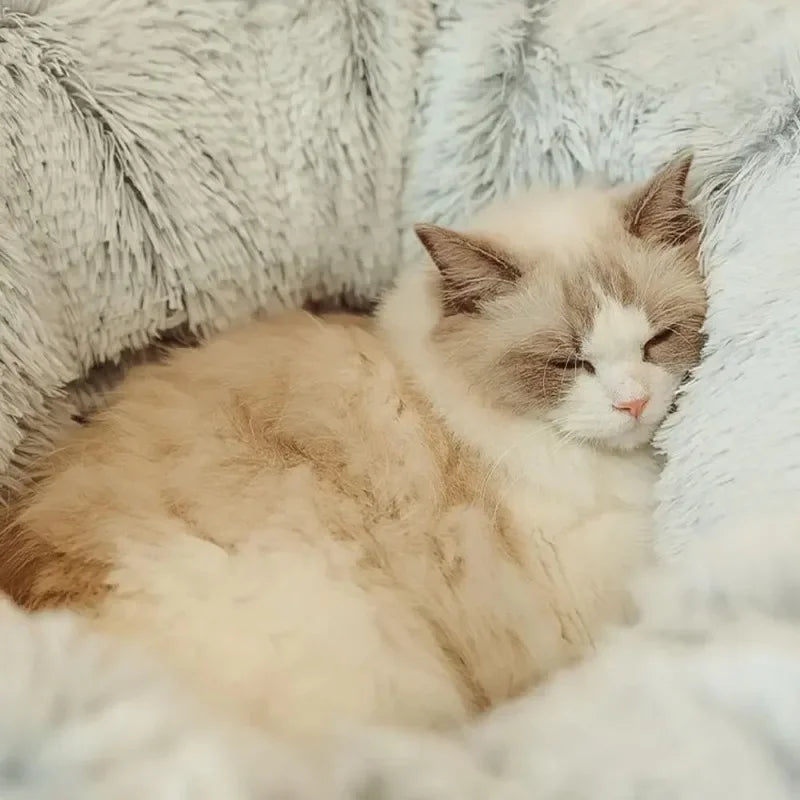 Túnel e Cama de Gato Super Fofa